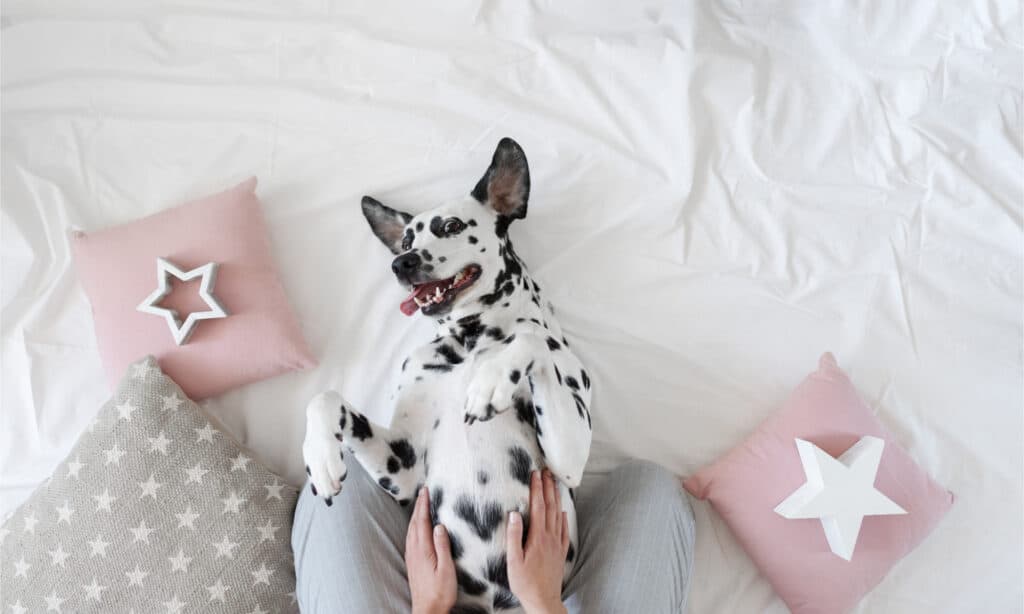 Dalmatian getting a belly rub