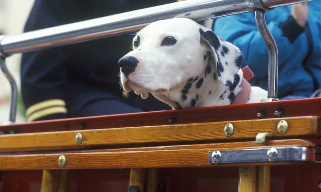 Dalmatian looking out of vintage fire truck