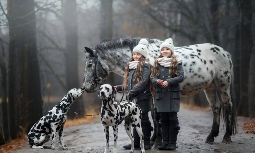 Two dalmations and a horse with two little girls