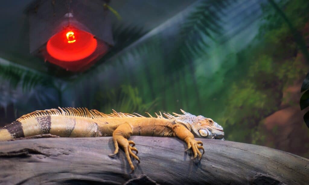 An iguana under a bulb. 