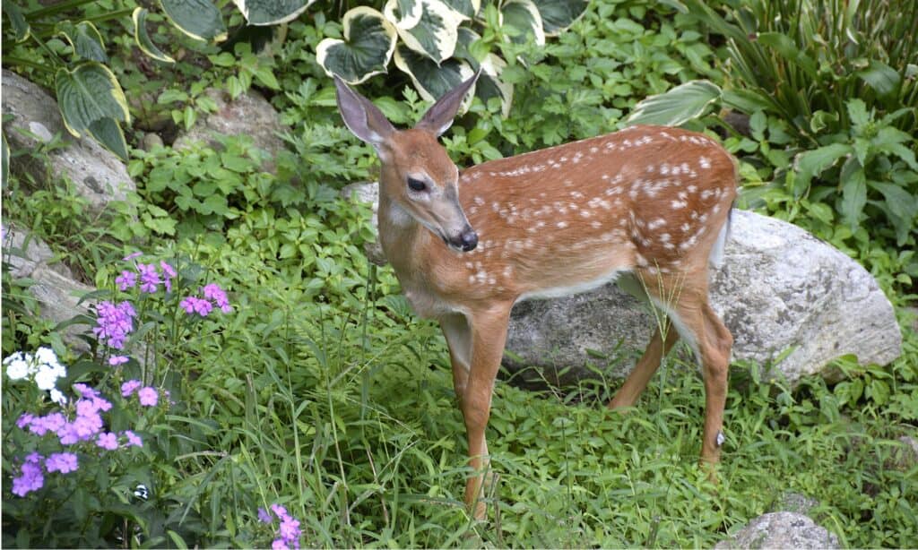 Young deer with flowers