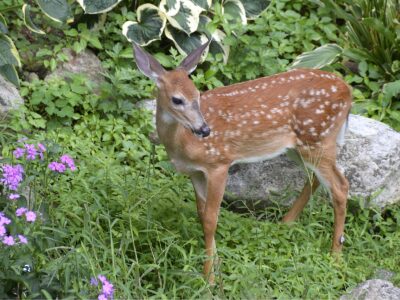 A 10 Plants That Deer Won’t Eat