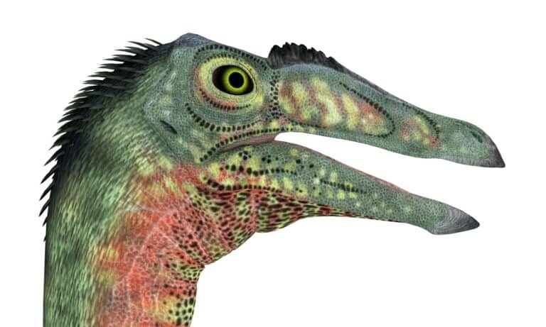 Deinocheirus close-up