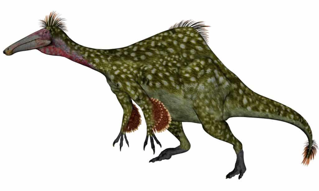 Deinocheirus isolated