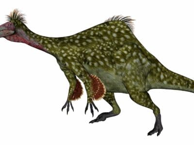 A Deinocheirus mirificus