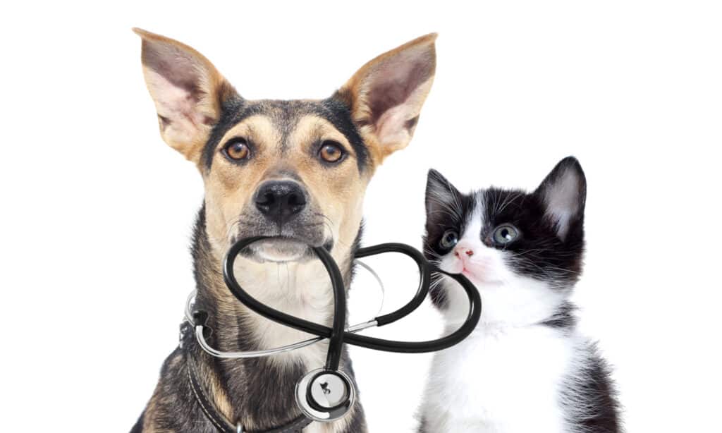 Dog and kitten with a stethoscope on a white background