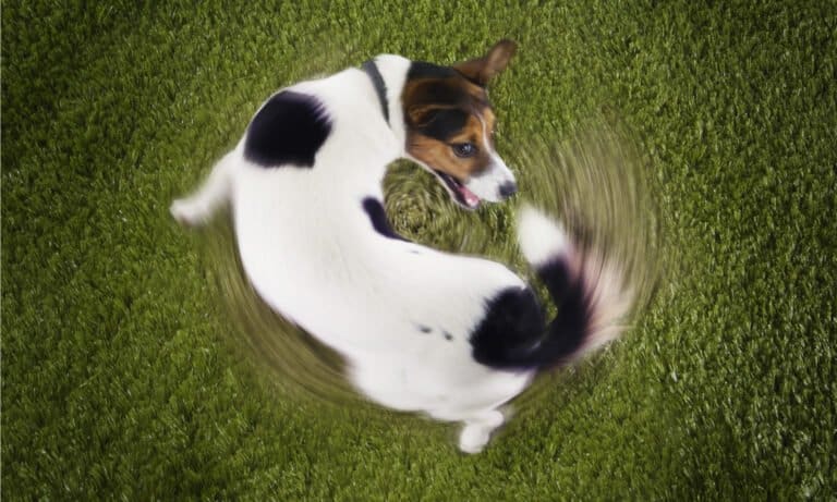 Dog chase its own tail