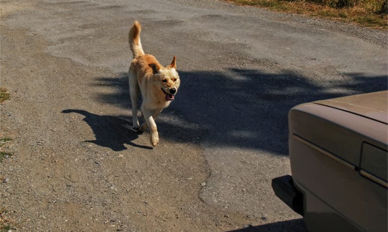 A mixed-breed dog chasing a car