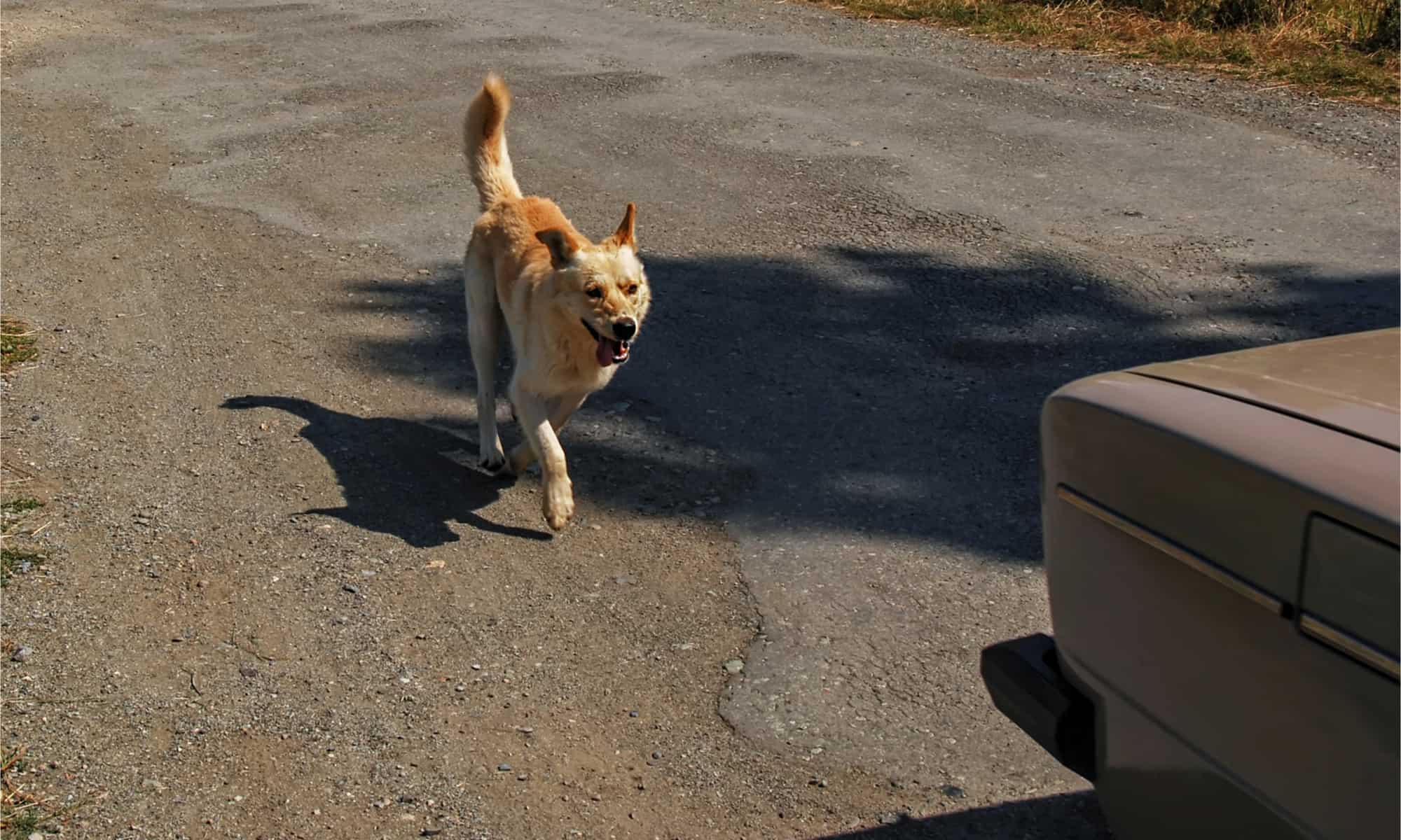 https://a-z-animals.com/media/2022/05/Dog-chasing-a-car.jpg