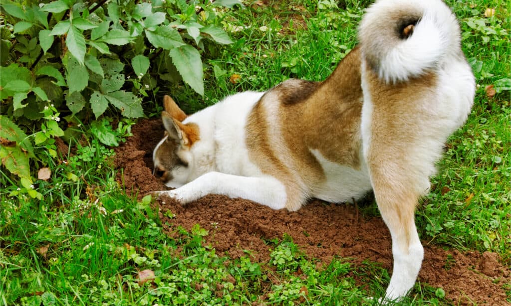 Dog digging in yard