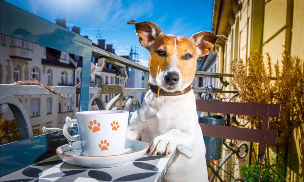 Dog drinking coffee