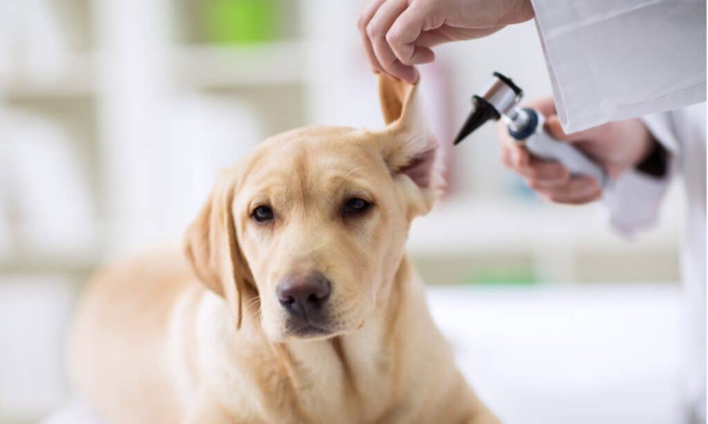 how to treat a dogs ear infection