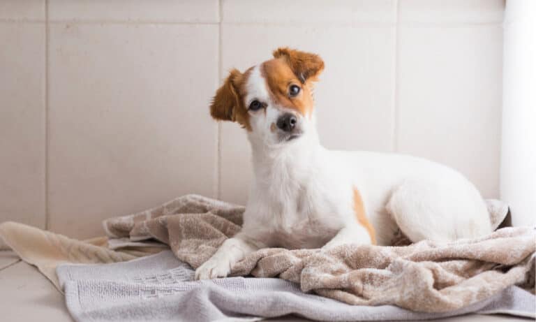 Dog following you to the bathroom
