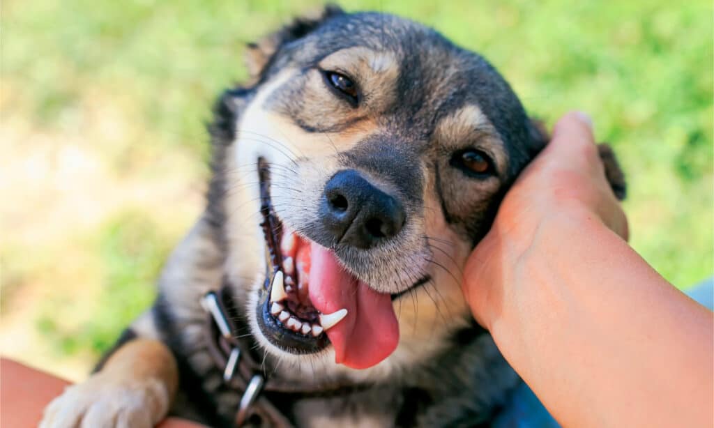 Dog getting attention from its owner