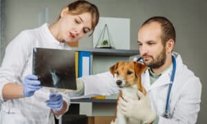 Dog X-Ray Cost: Factors, Pricing, and What to Expect for Canine Diagnostic Imaging Picture