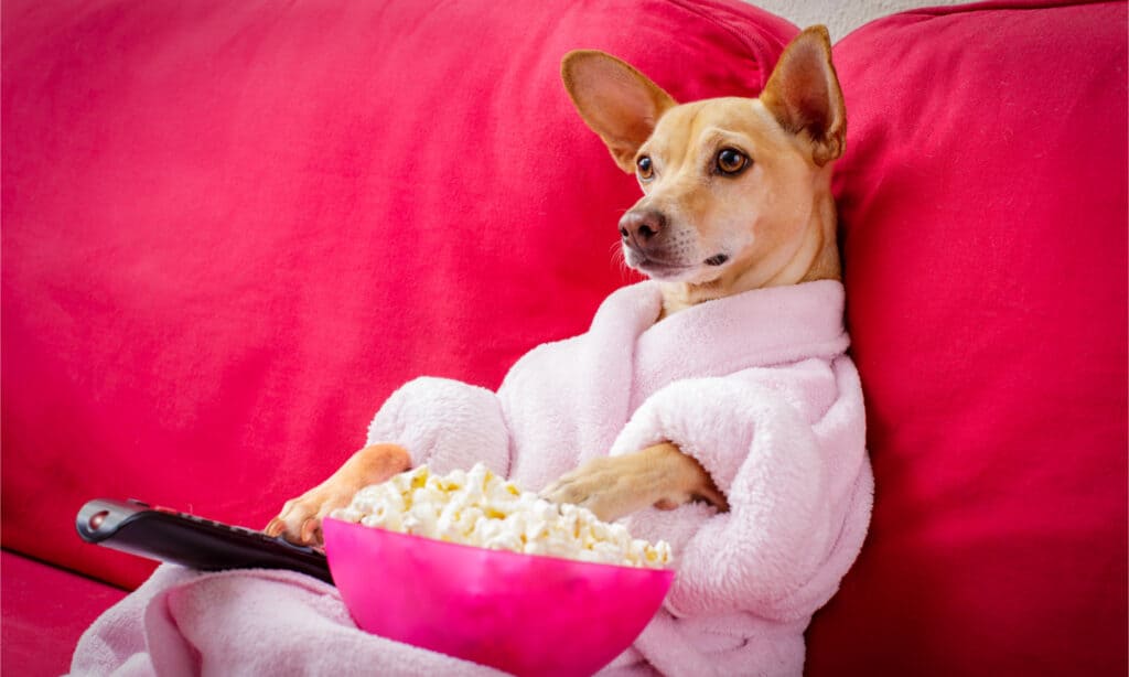 Dog in a pink robe with a TV remote eating popcorn