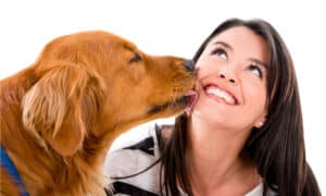 Why do Dogs Lick People? Picture