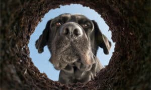 7 Ways to Stop Your Dog from Digging for Good Picture
