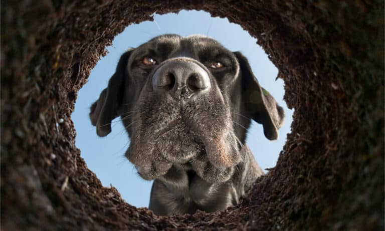 A black lab looking into a hole in the ground