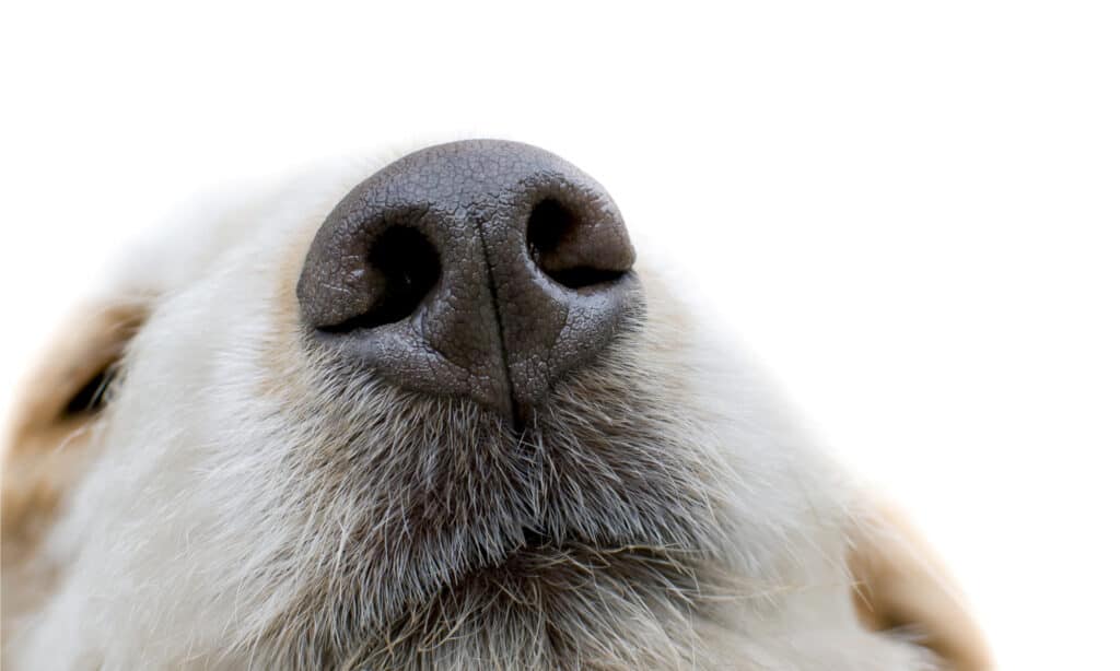 Dog nose against white background