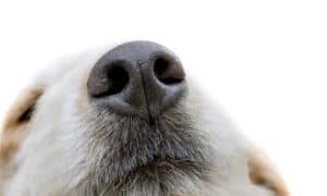 7 Ways To Prevent Your Dog From Getting A Chapped Nose This Winter Picture