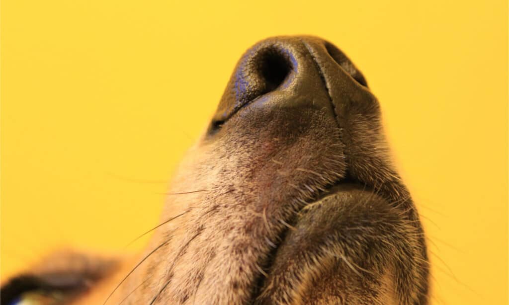 Dog nose sniffing on yellow background