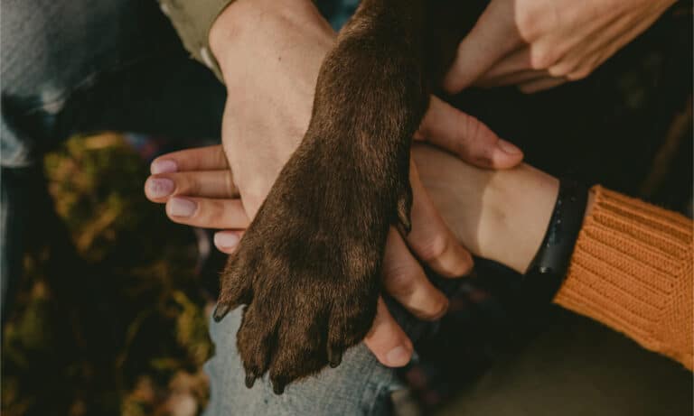Brown dog paw resting on human hands