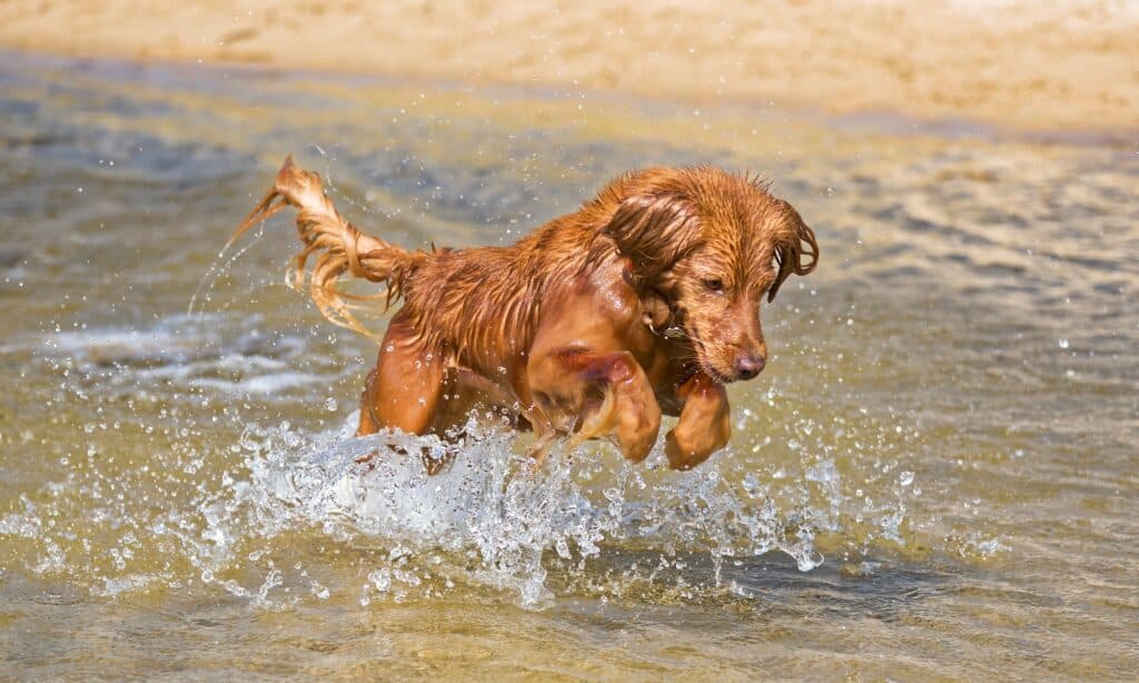 Dog plays on the beach