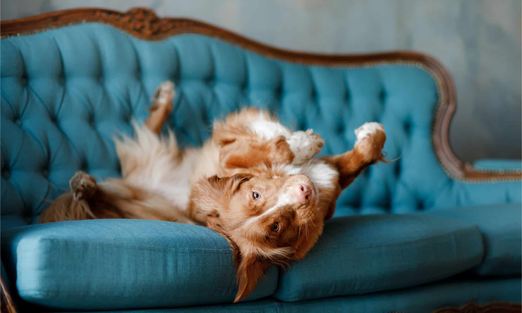 Dog rolling on vintage couch