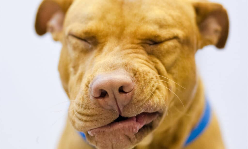 Pitbull sneezing