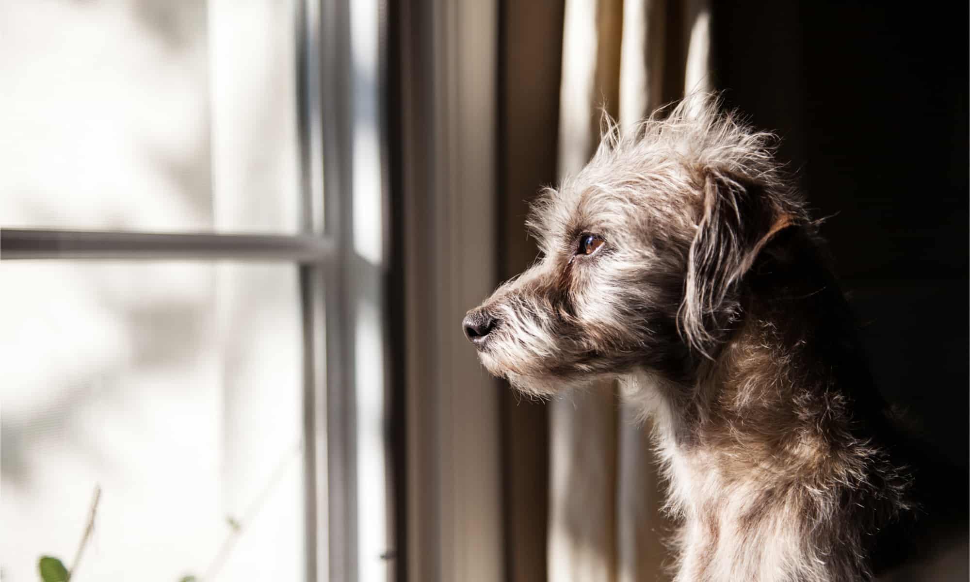 Dog waiting at the window