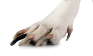 5 toes or 4 – how many should your dog really have?! Picture