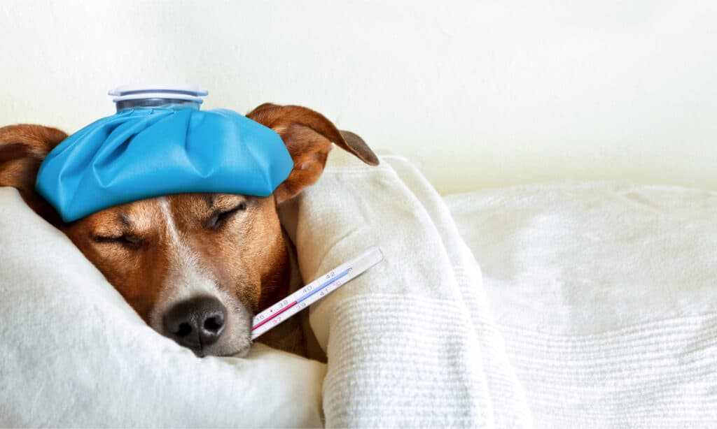 Dog with ice pack on head and thermometer in mouth