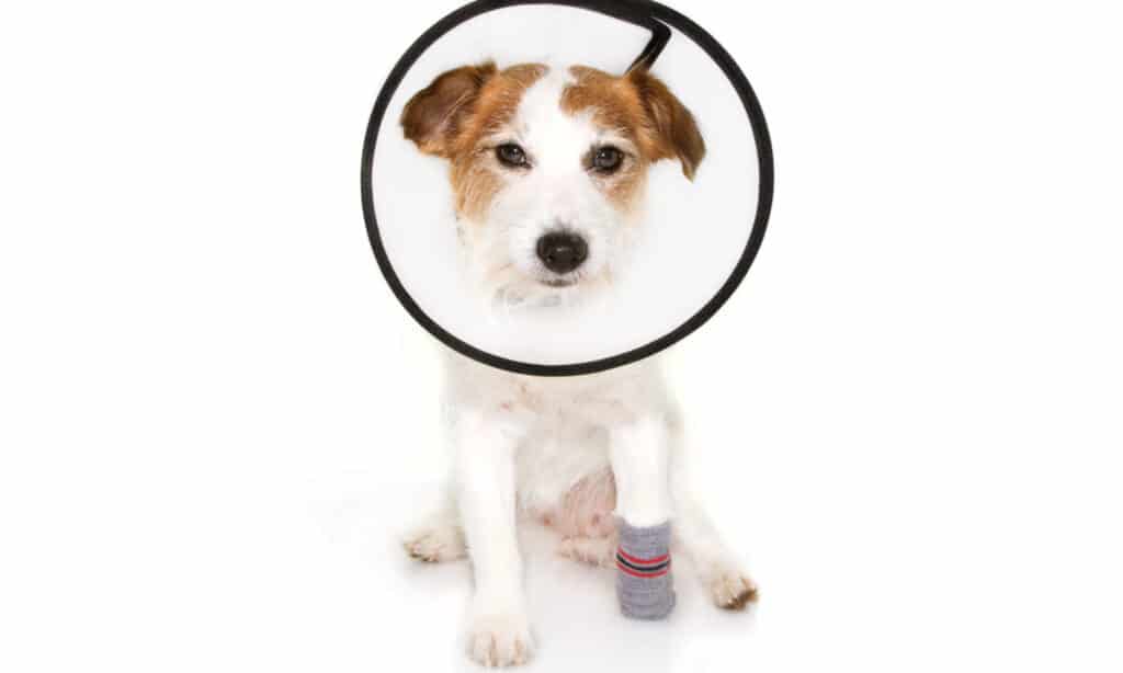 Dog with injured paw wearing an Elizabethan collar on a white background