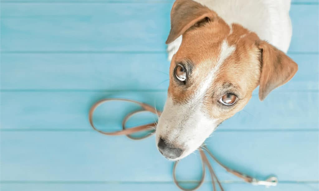 Dog with leash in its mouth