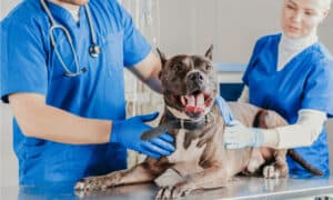 Everything you Need to Know About Sepsis in Dogs photo