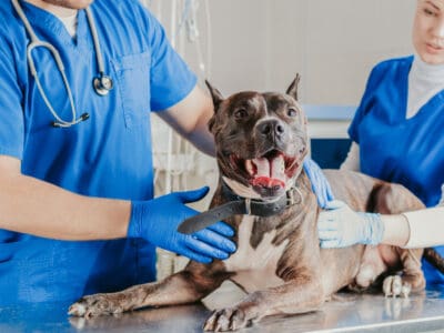 A Everything you Need to Know About Sepsis in Dogs
