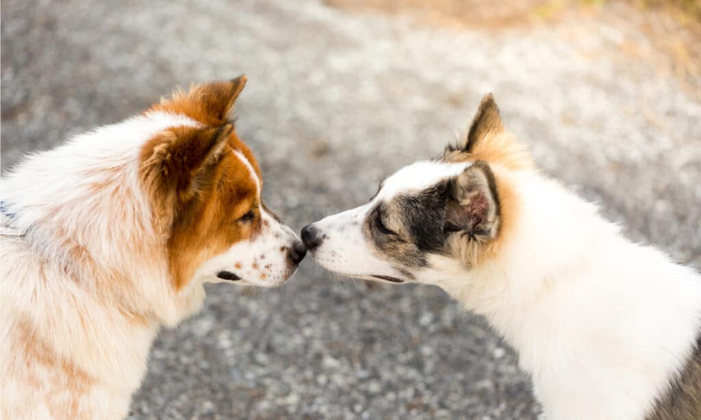 Why do dogs put their ears back