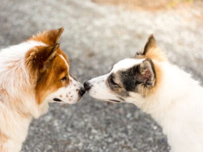 A Dog Mating Season: When Do They Breed?