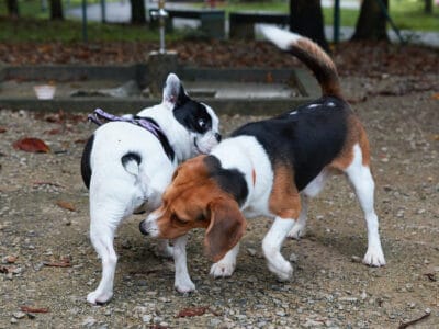 A The Best 5 Dog Parks in Glendale