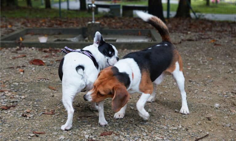 the-7-best-dog-parks-in-charlotte-a-z-animals