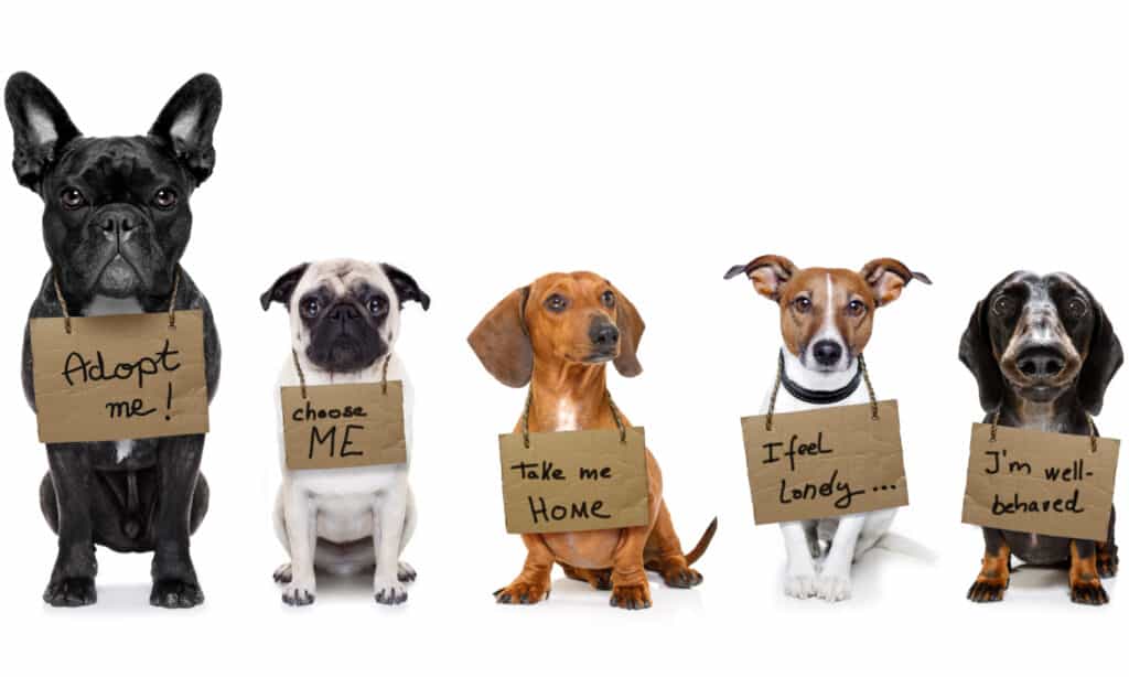 Dogs with signs around their necks hoping to be adopted