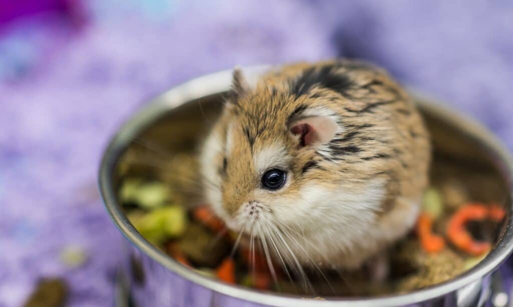 Dwarf hamster food