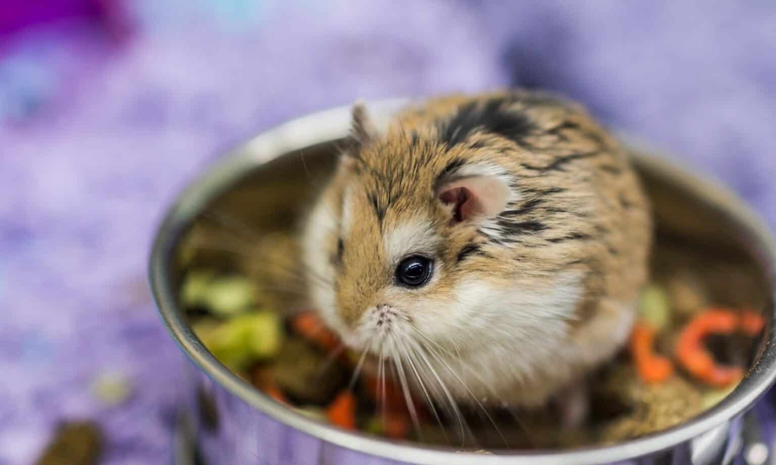 Hamster Gestation Period How Long Are Hamsters Pregnant? AZ Animals