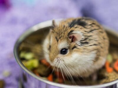 A The Best Dwarf Hamster Food in 2022