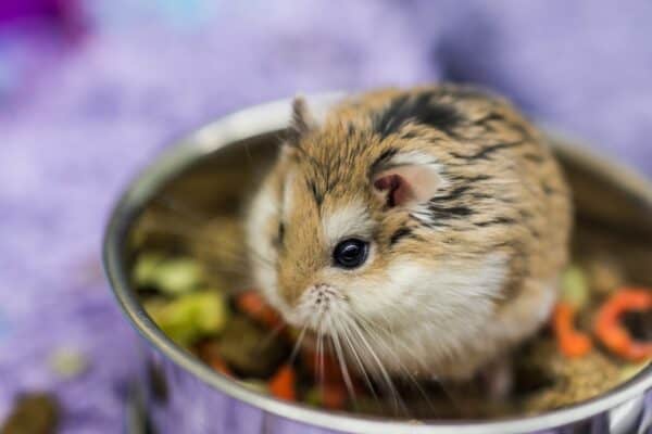 Robo dwarf hamster eating and chewing food from bowl in cage.