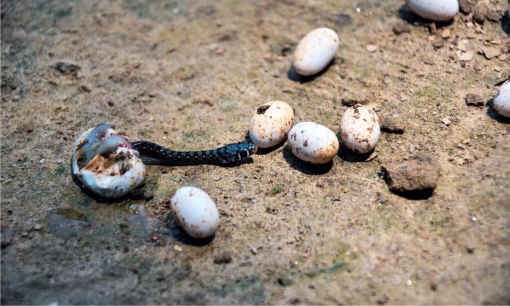 Eastern racer baby being hatched from the egg.