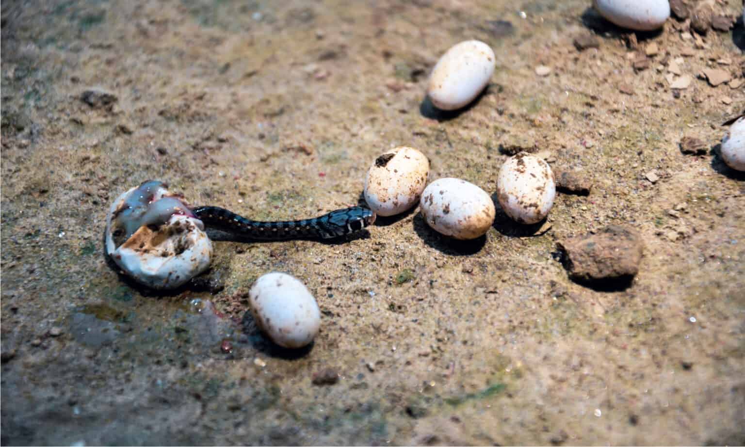 Eastern Racer Identifiers Eastern Racer Animal Facts - Coluber constrictor constrictor - A-Z Animals