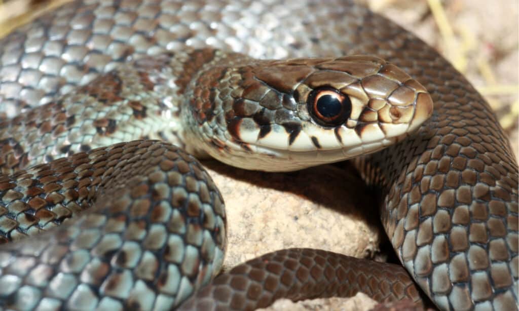 Крупный план головы змеи Blue Racer (Coluber constrictor foxii), подвида Eastern Racer.  У этой особи развивается синяя окраска взрослой особи, но все еще есть пятнистый рисунок ювенильных особей.