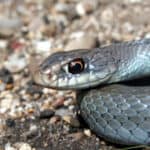 Eastern Racer